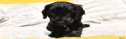 Cockapoo dogs for sale: Girl F1B Cockapoo Puppy - Advert 6