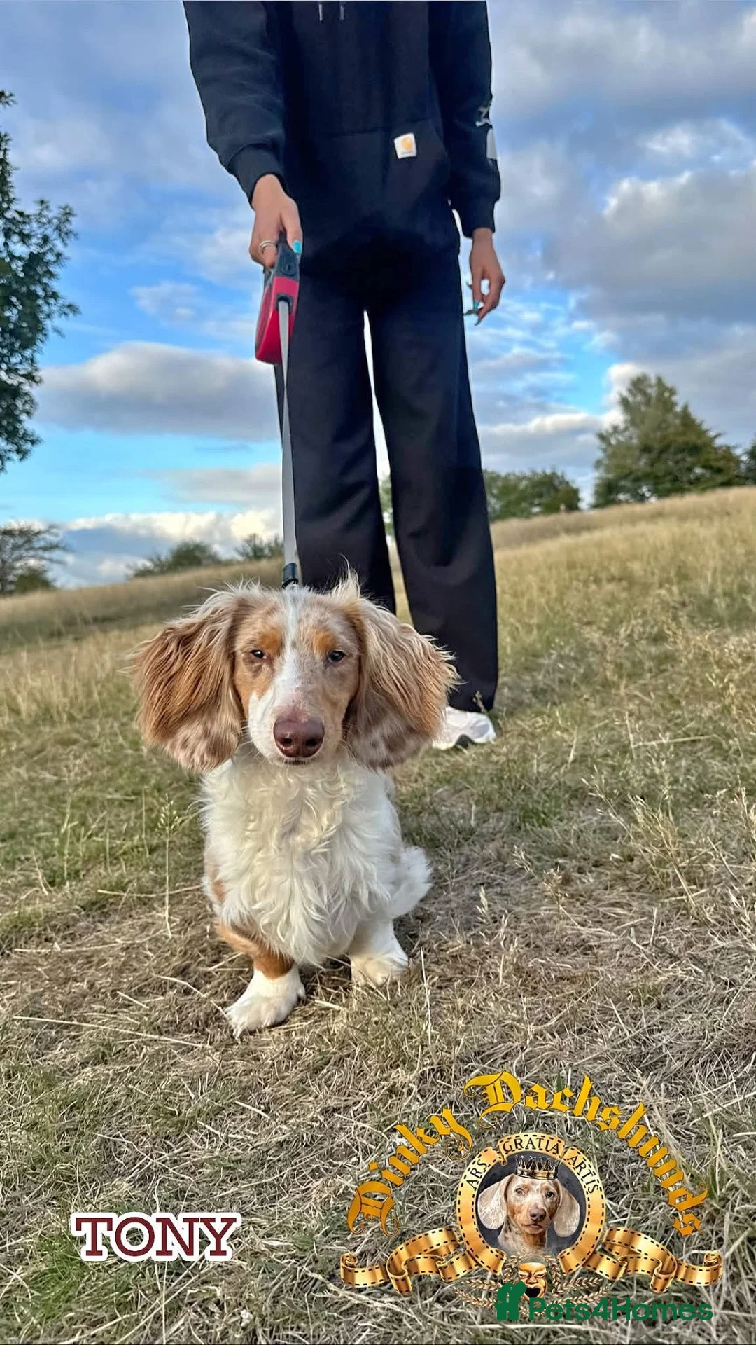 Miniature Dachshund dogs for stud: Miniature Dachshund STUD - Advert 1