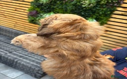 Shih Tzu dogs for sale: Imperial shihtzu - Image 6
