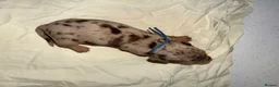 Miniature Dachshund dogs for sale: Isabella & cream dapple puppies  in Barnsley - Advert 31
