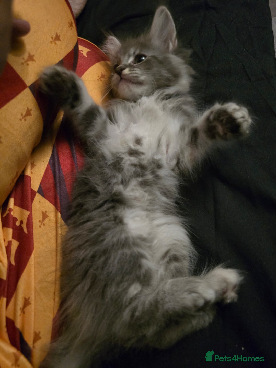 Maine Coon cats for sale: Last 3 main coon kittens - Advert 3