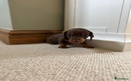 Miniature Dachshund dogs for sale: BEAUTIFUL MINIATURE DACHSHUNDS PUPPIES FOR SALE  - Image 5