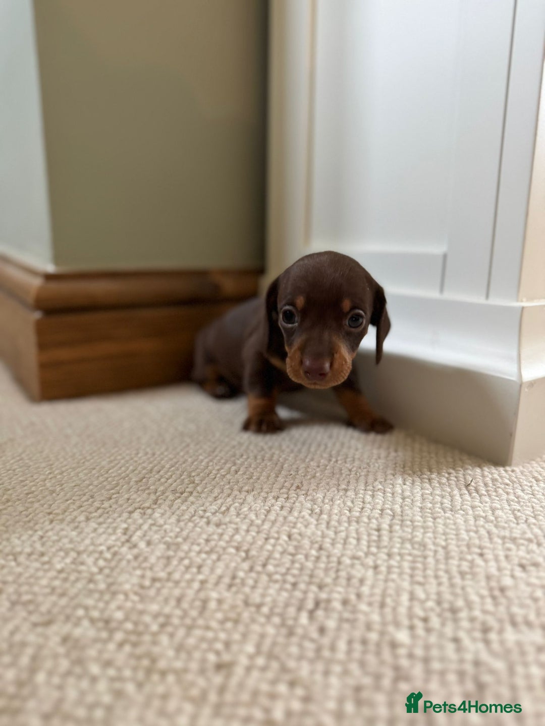 Miniature Dachshund dogs for sale: BEAUTIFUL MINIATURE DACHSHUNDS PUPPIES FOR SALE  - Image 5