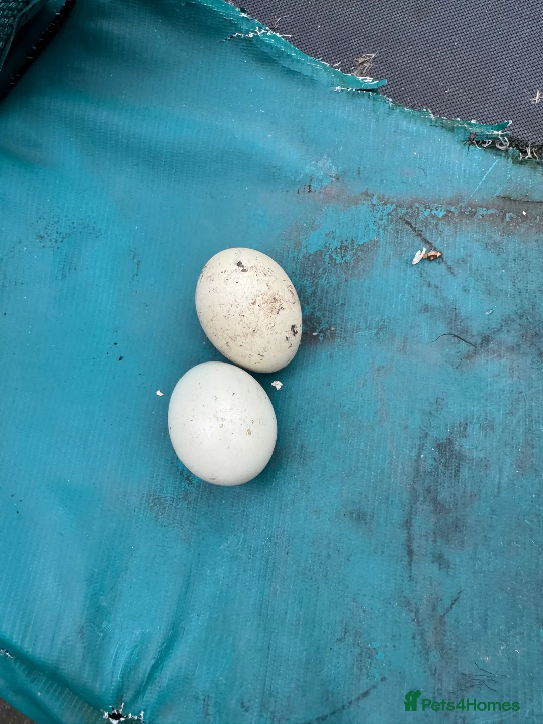 Mixed Breed poultry for sale: Laying Chicken 9 Months Old  - Advert 6