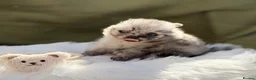 Pomeranian dogs for sale: BEAUTIFUL TEDDY FACE POMERANIAN PUPPIES KC ❤️✨ - Advert 8