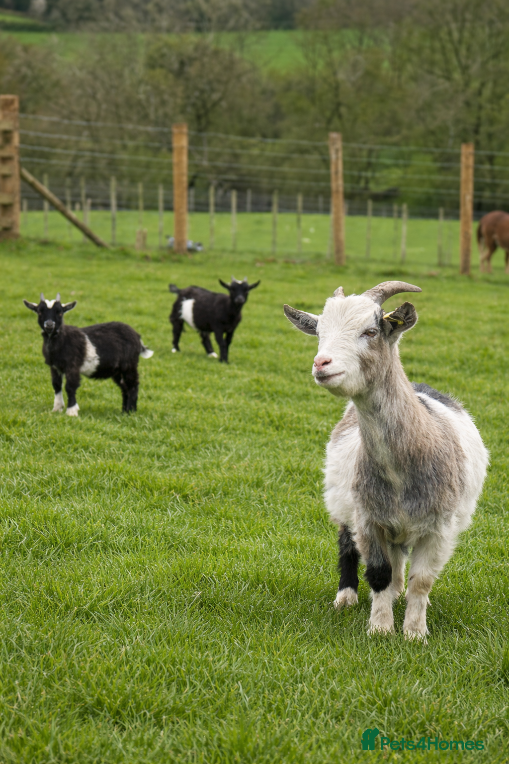 Goats livestock Pygmy goats! Various ages, all wether goats  - Advert 3