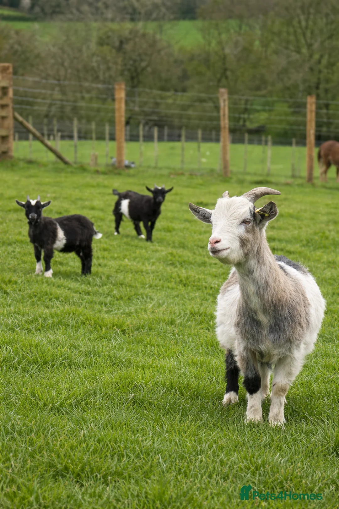 Goats livestock for sale: Pygmy goats! Various ages, all wether goats  - Advert 1