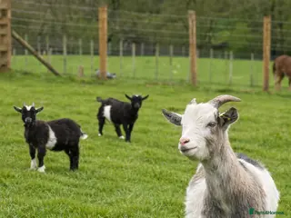 Goats livestock Pygmy goats! Various ages, all wether goats - Advert 3