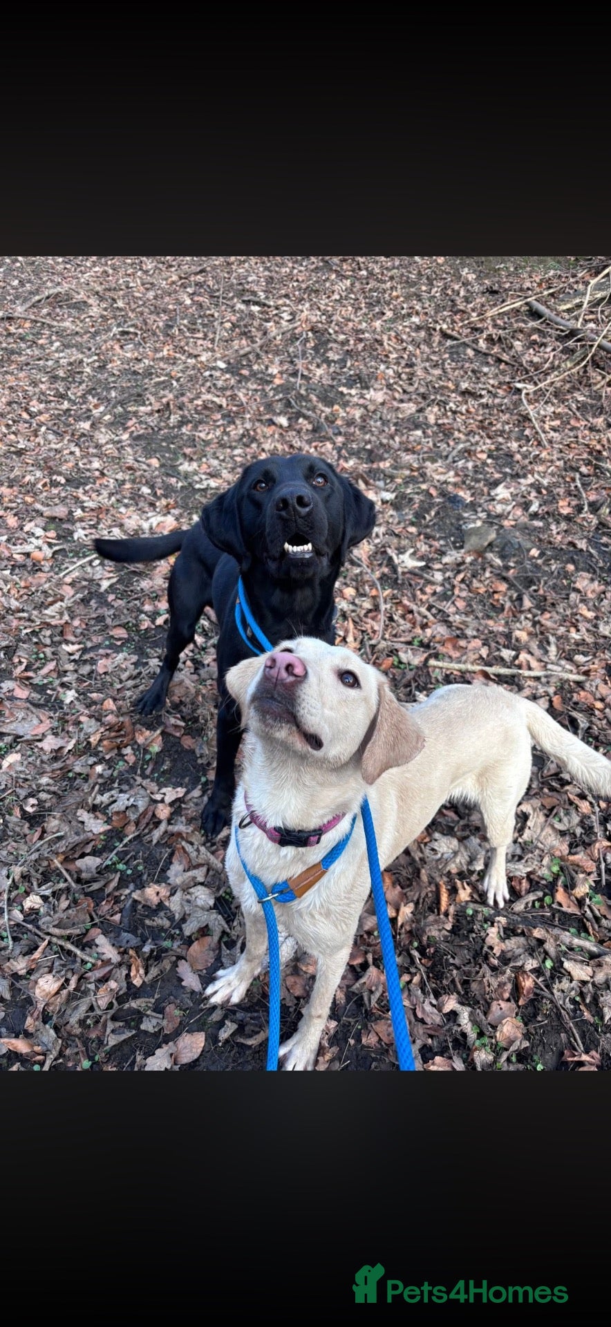 Labrador Retriever dogs Labradors looking for new home - Advert 7