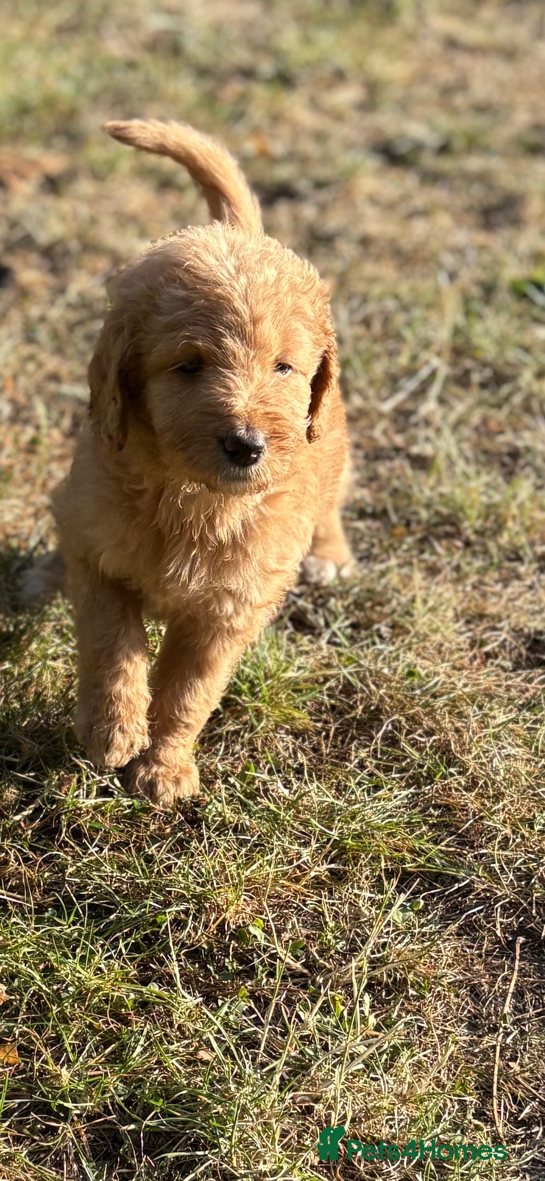 Labradoodle dogs for sale: F1B Labradoodles: available from Aug 2nd. in Uxbridge - Image 19