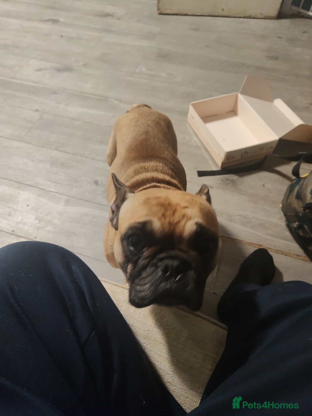 French Bulldog dogs for sale: Female French bulldog  - Advert 4