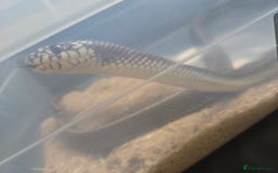 King Snake reptiles for sale: California king snake  - Image 3