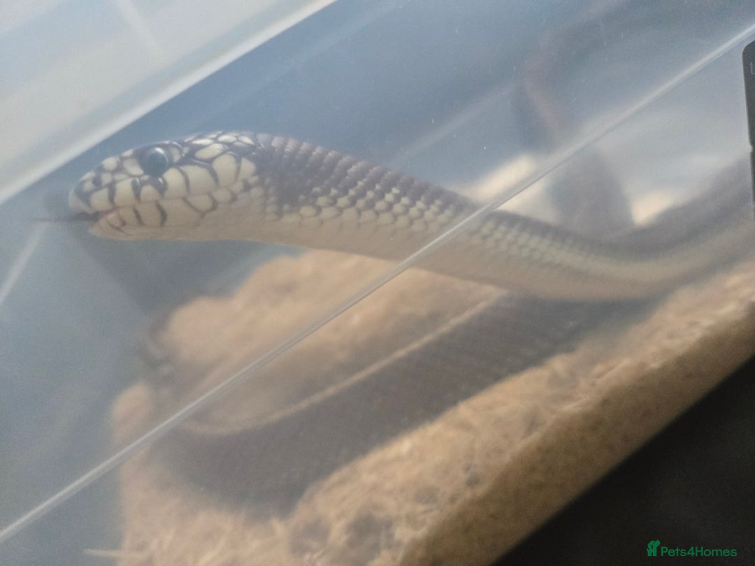 King Snake reptiles for sale: California king snake  - Image 3