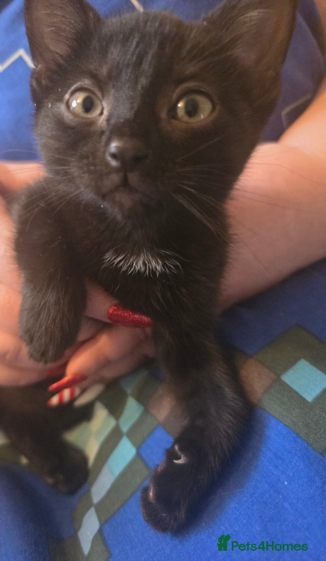 Mixed Breed cats for sale: Kittens  - Advert 4