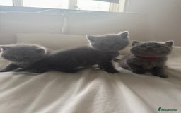 British Shorthair cats for sale: 3 chunky beautiful British shorthair  - Image 14