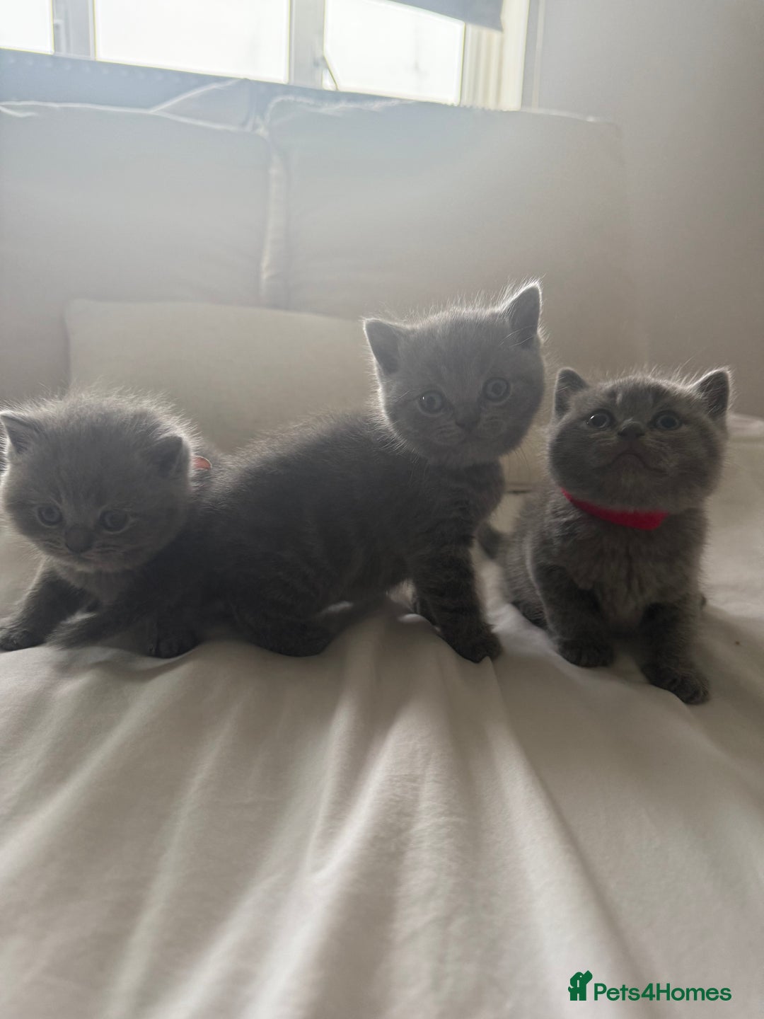 British Shorthair cats for sale: 3 chunky beautiful British shorthair  - Image 14