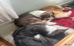 Border Collie dogs for sale: KC Registered Border Collie Puppies for sale - Image 5