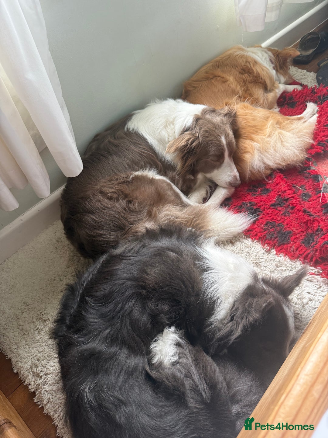 Border Collie dogs for sale: KC Registered Border Collie Puppies for sale - Image 5