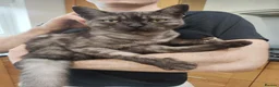 Mixed Breed cats for sale: Extremely purry and affectionate girl (Bengal x) - Advert 3