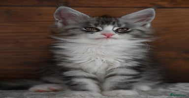 Maine Coon cats - Advert 12