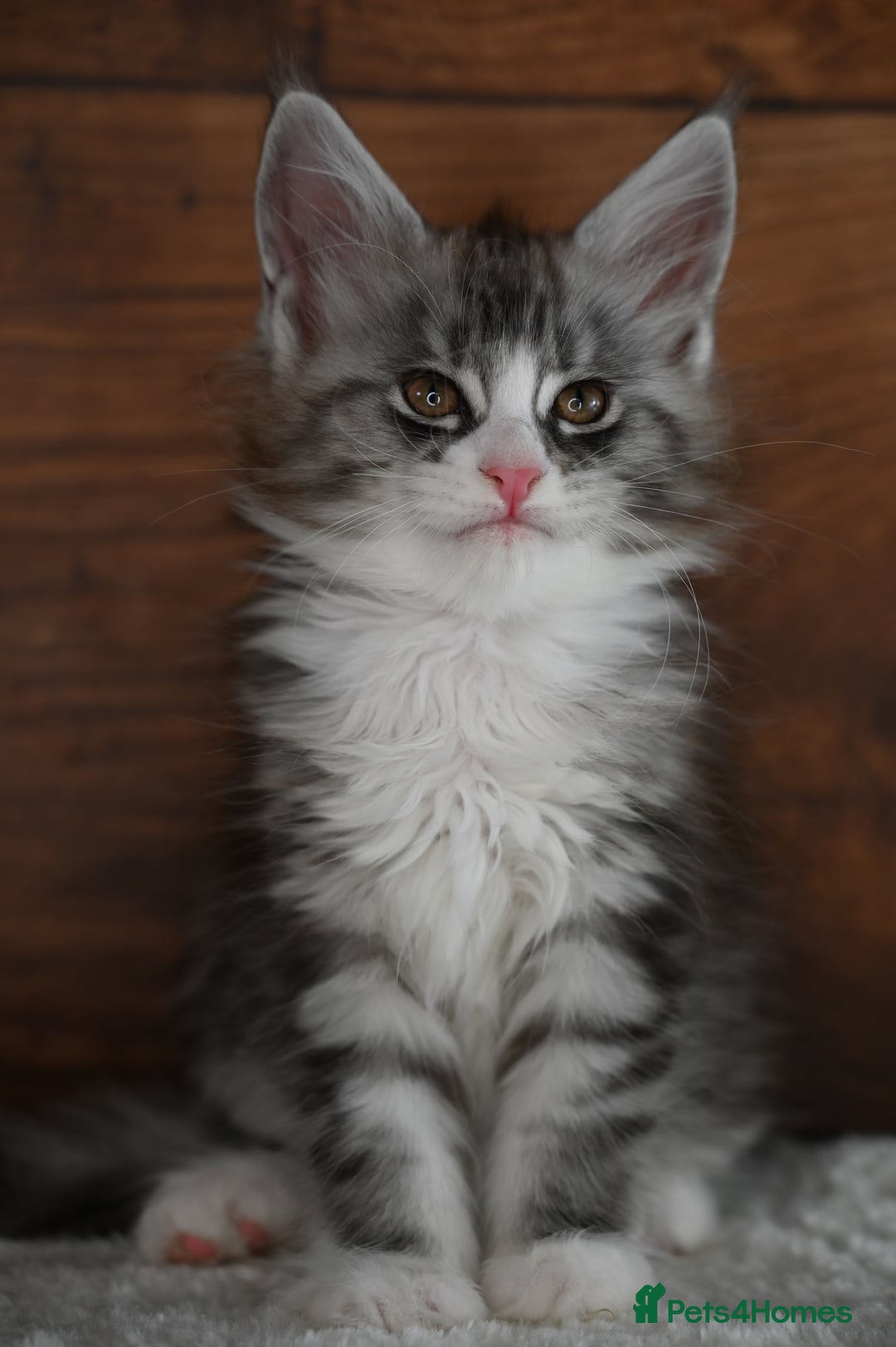 Maine Coon cats for sale: ✨Meet Cherry & Plum✨- TICA Reg - High Smoke-white - Image 3