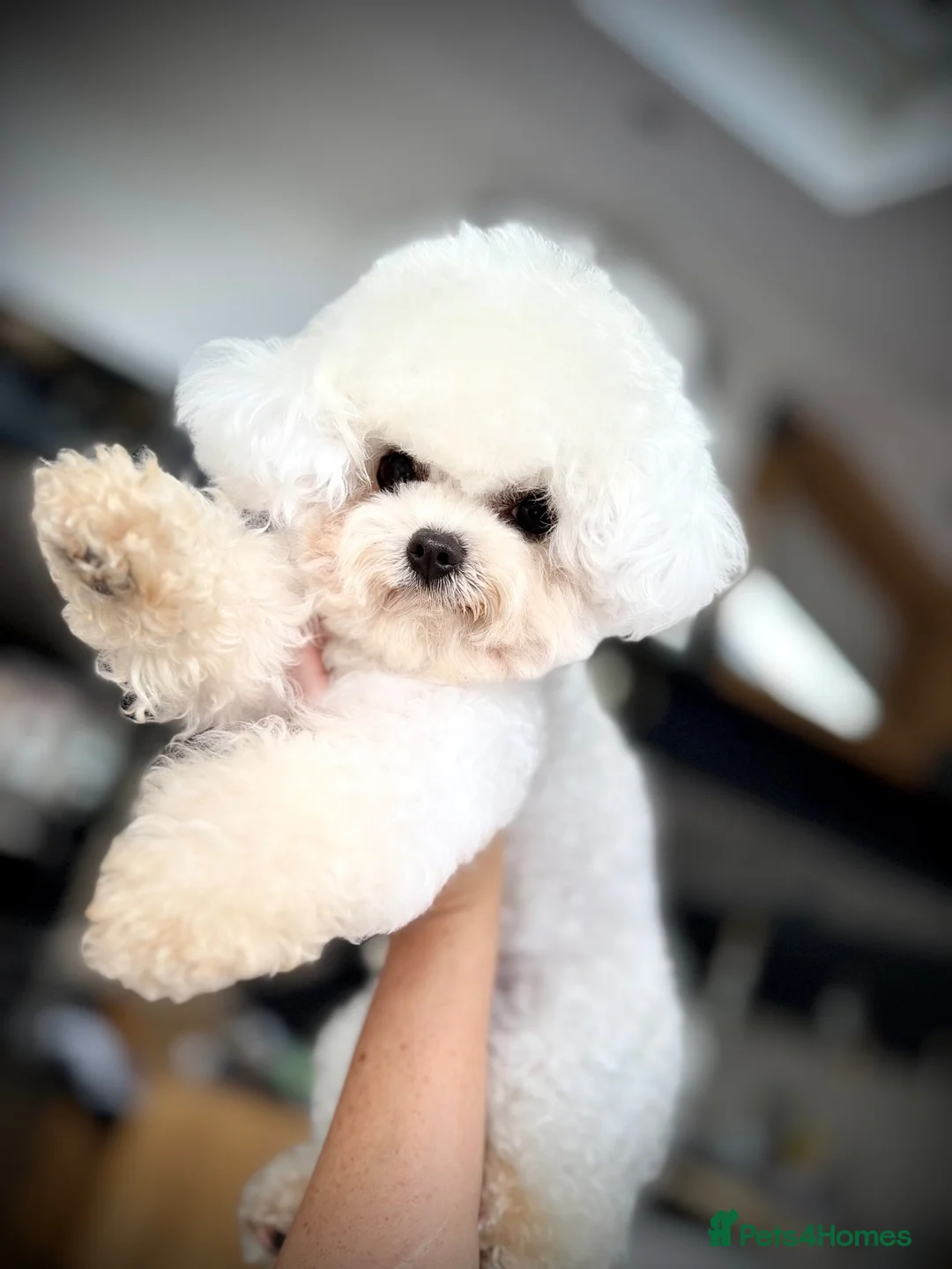 Bichon Frise dogs for stud: 🍒UK’s only Asian Mini Bichon for stud!!  - Advert 1