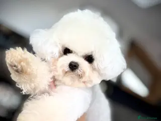 Bichon Frise dogs 🍒UK’s only Asian Mini Bichon for stud!! - Advert 1