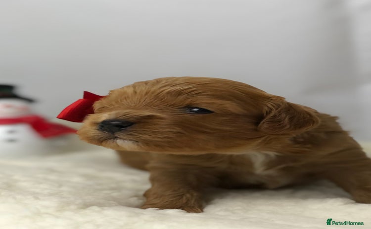 Cavapoo dogs Red F1 Cavapoo Ready to leave 20th December🐾🩵 - Advert 1