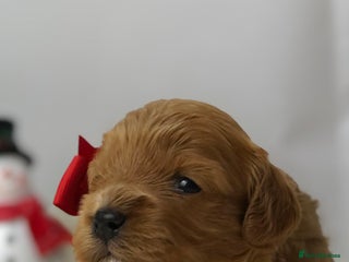Cavapoo dogs Red F1 Cavapoo Ready to leave 20th December🐾🩵 - Advert 18