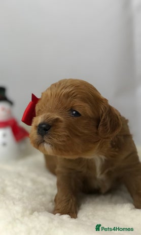 Cavapoo dogs Red F1 Cavapoo Ready to leave 20th December🐾🩵 - Advert 1