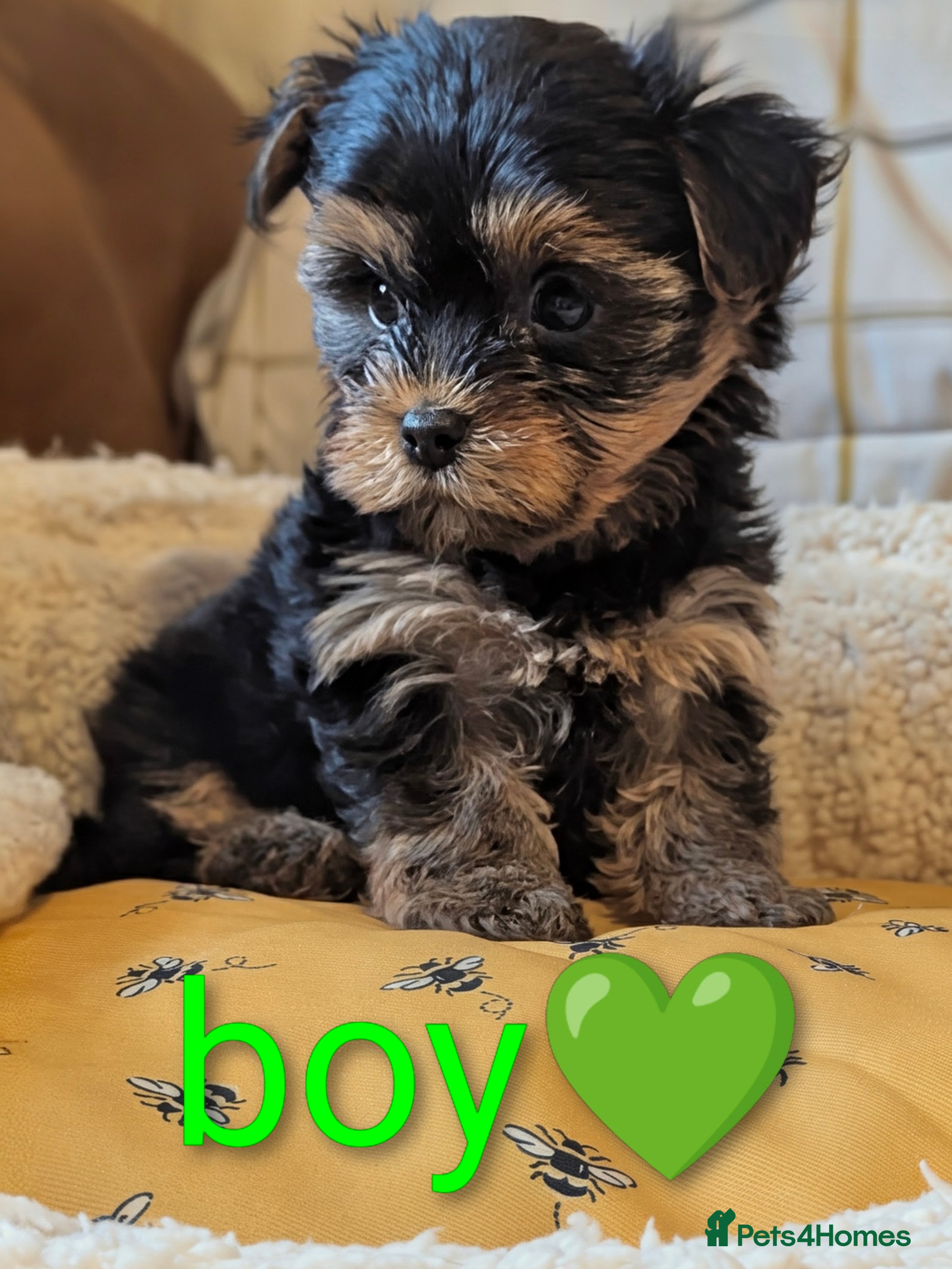 Yorkshire Terrier dogs Adorable Yorkshire terrier puppy available  - Advert 6