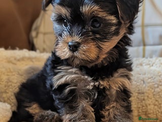 Yorkshire Terrier dogs Adorable Yorkshire terrier puppies available - Advert 18