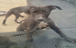 Lurcher dogs for sale:  Beautiful lurcher puppies - Image 1