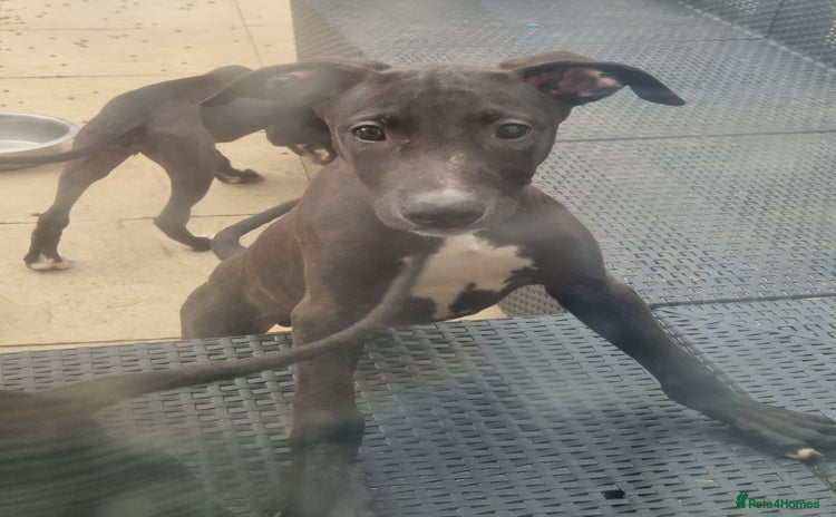 Lurcher dogs - Advert 2