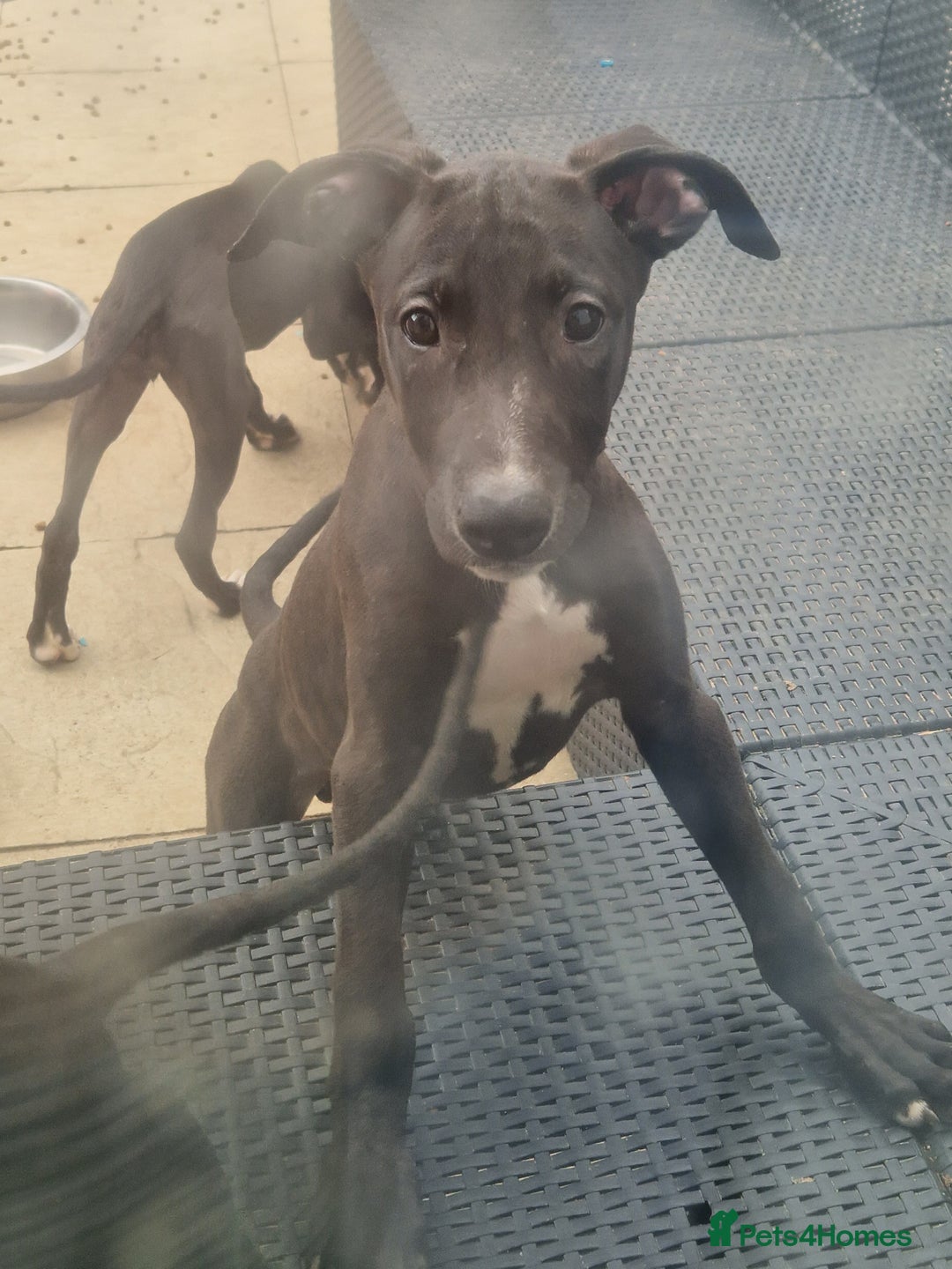 Lurcher dogs for sale:  Beautiful lurcher puppies - Image 1