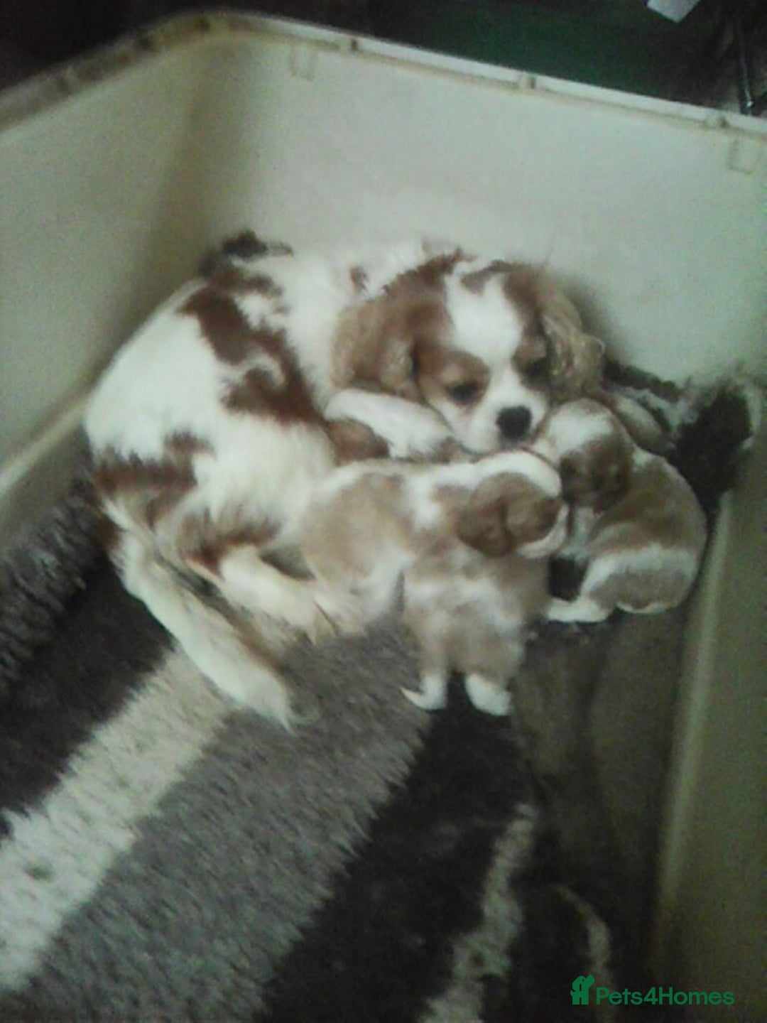Cavalier King Charles Spaniel dogs for sale: Blenheim cavaliar puppies  - Advert 4