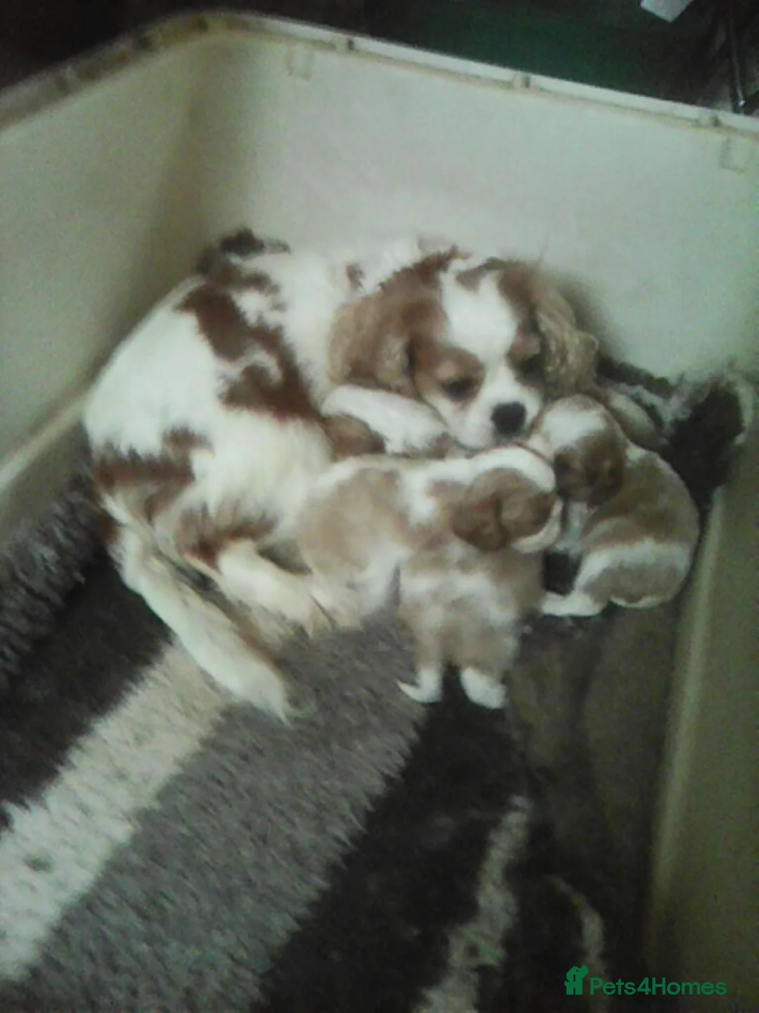 Cavalier King Charles Spaniel dogs for sale: Blenheim cavaliar puppies  - Advert 4