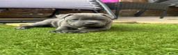 Staffordshire Bull Terrier dogs for sale: Staffordshire bull terrier puppies boy/girl  - Advert 1