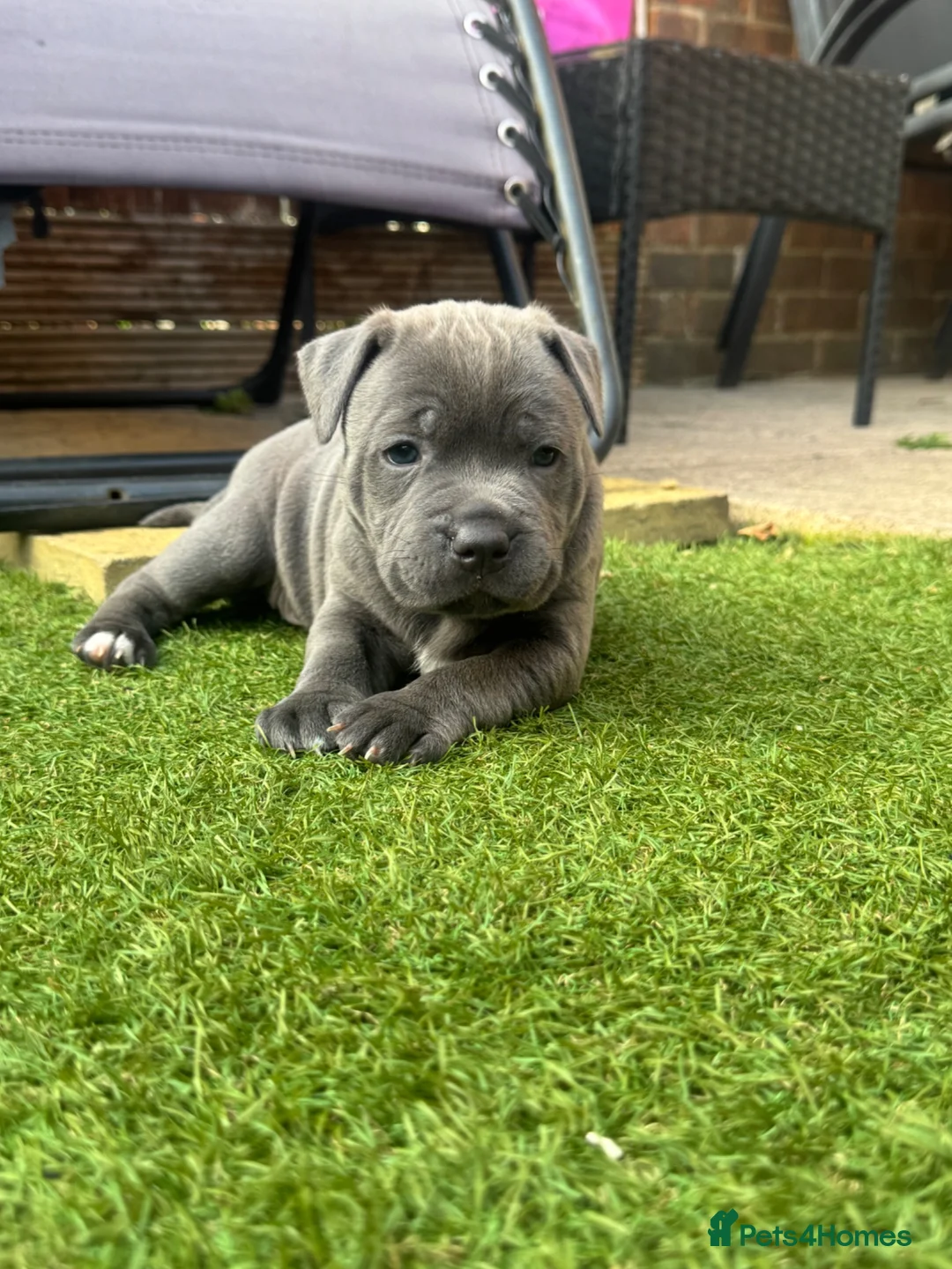 Staffordshire Bull Terrier dogs for sale: Staffordshire bull terrier puppies boy/girl  - Advert 1