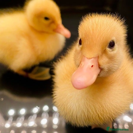 Ducks poultry Peking ducklings lincolnshire  - Advert 2