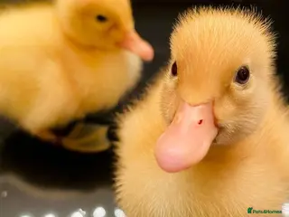Ducks poultry Peking ducklings lincolnshire - Advert 2