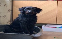 Labradoodle dogs for sale: Oscar - Labradoodle - Image 1