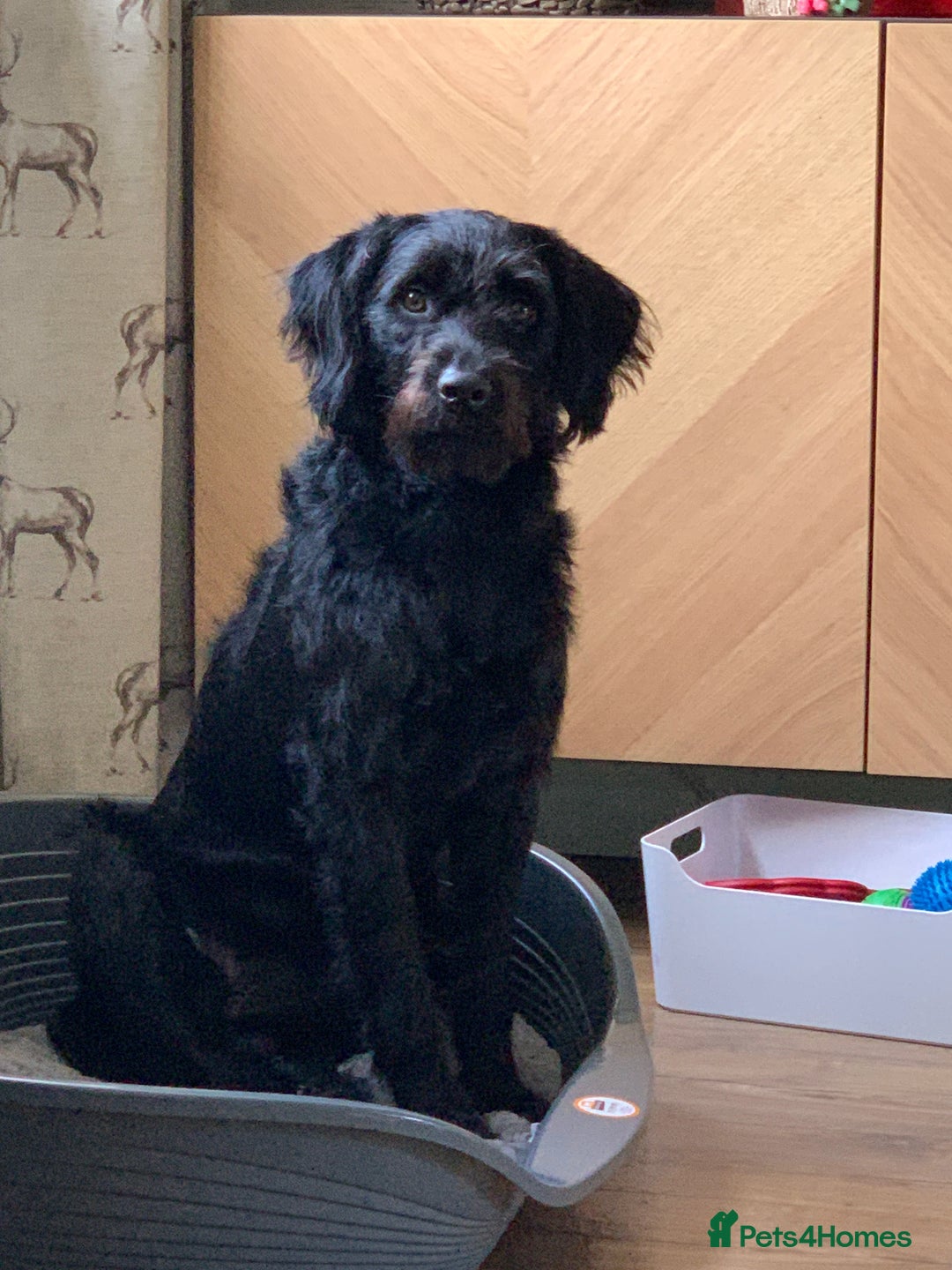 Labradoodle dogs for sale: Oscar - Labradoodle - Image 1