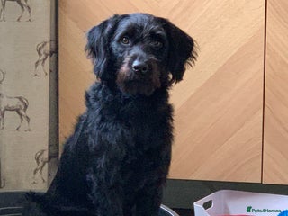 Labradoodle dogs for sale - Advert 1