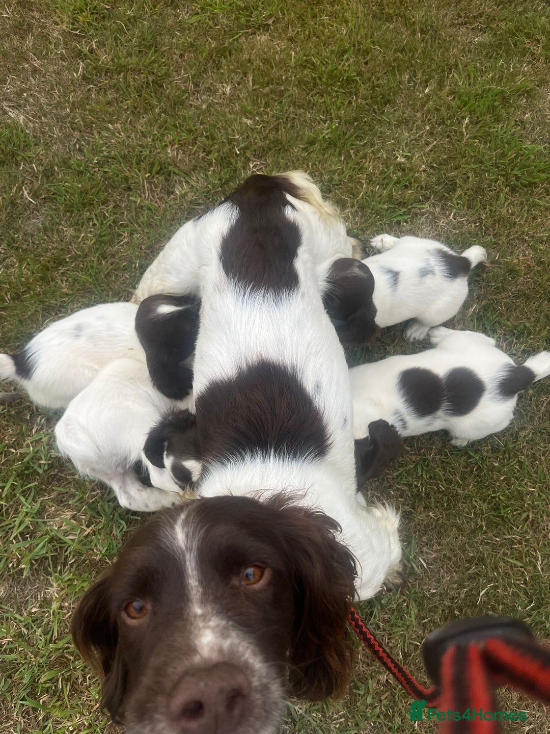 English Springer Spaniel dogs for sale: Pretty puppies with working parents ready now - Image 5