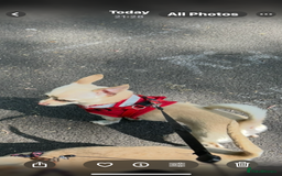 Chihuahua dogs for sale: Adorable champagne coloured chihuahua - Image 3