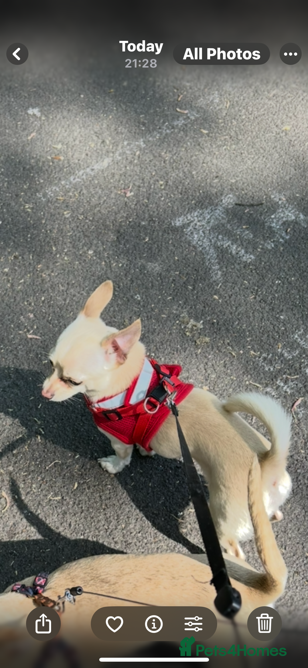 Chihuahua dogs for sale: Adorable champagne coloured chihuahua - Image 3