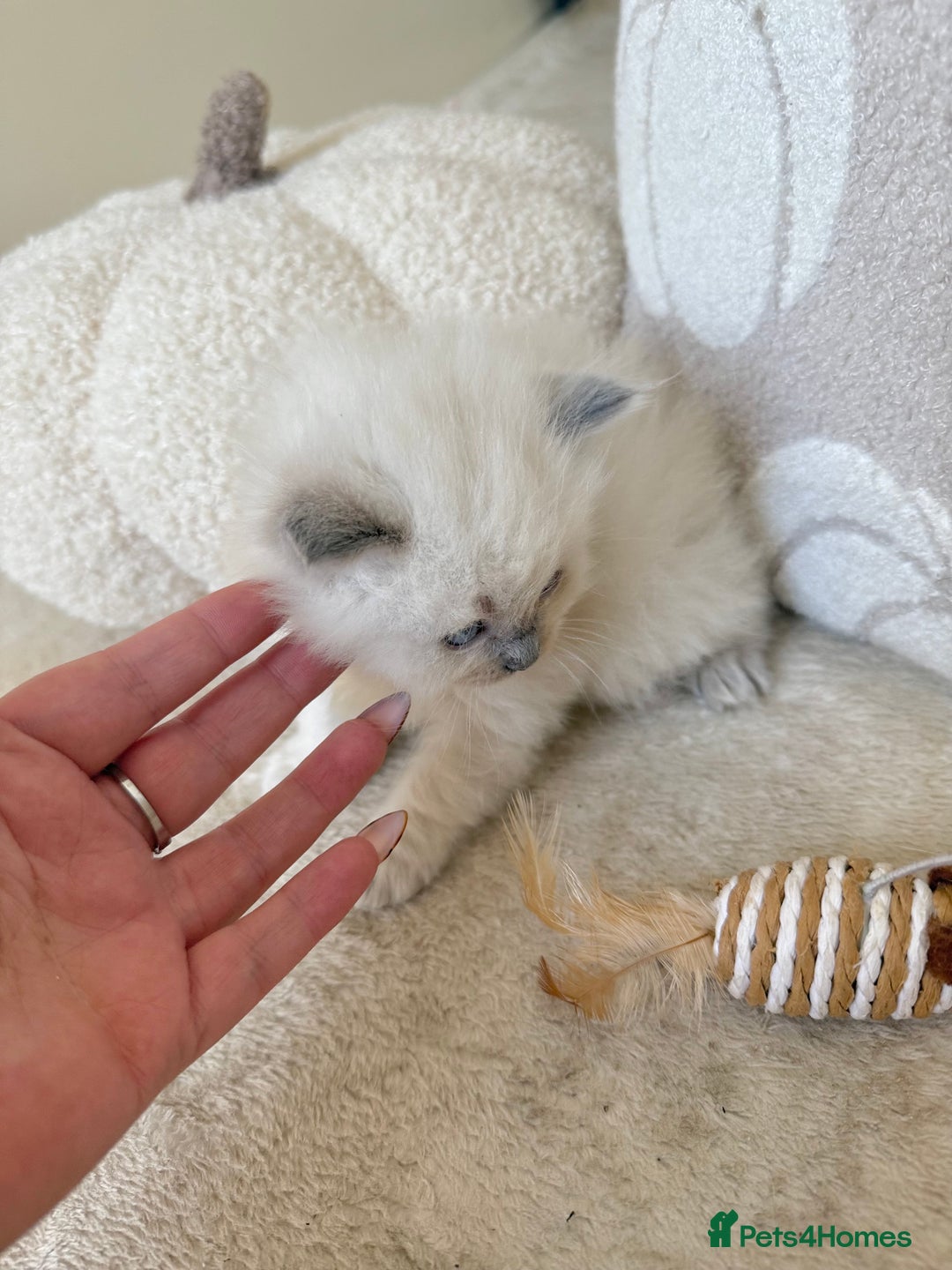 Ragdoll cats for sale: Blue Point Ragdoll Kittens! - Image 8