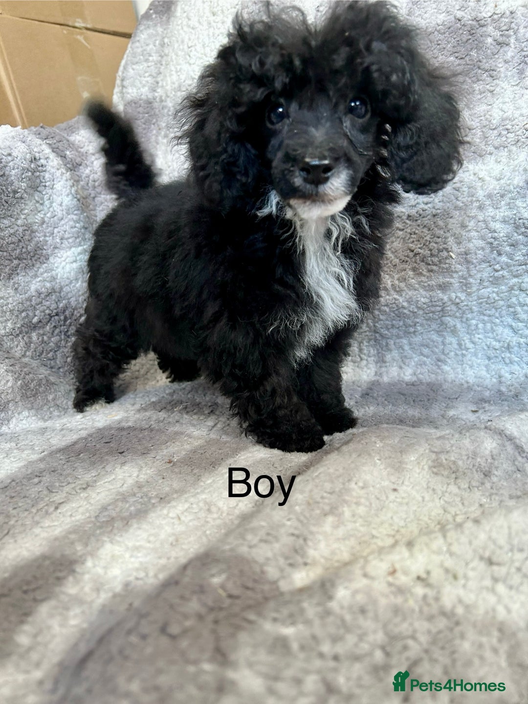 Toy Poodle dogs for sale: Stunning litter of toy poodle puppies  - Image 1