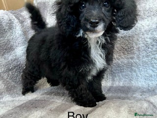 Toy Poodle dogs - Advert 7